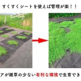 クラピアK7（白） ポット苗10株 すくすくシート14平米+J字型ピン100本　肥料 活力剤2種、完全植栽マニュアル2種付き クラピア 芝桜 雑草対策 グランドカバー マルチング イワダレソウ（改良種）