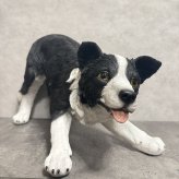 犬 置物 大きい じゃれるボーダーコリー 特大 横幅63cm woobia ウービア かわいい おしゃれ ガーデン インテリア オブジェ 巨大 可愛い プレゼント 北欧 玄関 雑貨 動物 モダン 面白い 庭 ギフト 屋外 家 リアル 玄関先 ガーデンオーナメント