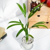 PLANCHU 観葉植物 アレカヤシ 3.5号鉢 受け皿付き 育て方説明書付き Dypsis lutescens ディプシス ヤシ コガネタケヤシ ヤマドリヤシ