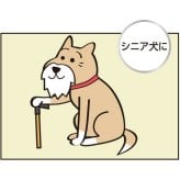 キンペックス KINPEX ふきとりワン ペットボディタオル