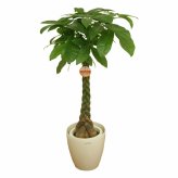 パキラ 8号 丸プラ（鉢カバー付） 高さ約110cm 観葉植物 幸福の木