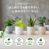 選べる 観葉植物 ポトス & アイビー ガジュマル &サンスベリア お試し 2点 セット 鉢付き 3号 ミニサイズ 幸運の木 風水 インテリア 室内 オシャレ 70代 あす楽 翌日配送  オフィス 開店祝い 結婚式 新築祝い 就職祝い 開業祝い