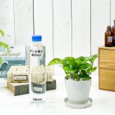 PLANCHU 観葉植物 ポトス グローバルグリーン 3.5号鉢 受け皿付き 育て方説明書付き PVP Epipremnum aureum ‘Global Green’  エピプレムナム アロイド