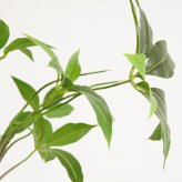 観葉植物 造花 ツピタンサス BROWN 全高約210cm 大型 3本立ち フェイクグリーン 高級 本物そっくり リアル おしゃれ インテリア 人工観葉植物 アーティフィシャルグリーン オフィス 店舗 ホテル 開店祝い 室内 リビング 玄関 風水 ツピダンサス