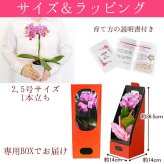 ＼早割！8/31の16時まで／ 敬老の日 ギフト プレゼント 早割 人気 花 生花 蘭 胡蝶蘭 鉢植え ミディ 2.5号 洋蘭園 フラワーギフト バウムクーヘン スイーツ お菓子 洋菓子 花とお菓子 60代 70代 80代 90代 おじいちゃん おばあちゃん 孫 孫から おいもや