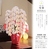 純国産 胡蝶蘭 花持ち長い 大輪3本立ち 45輪～ 【雪華（せっか）白】 産地直送 お祝い プレゼント 花 ギフト 贈り物 母の日 お供え お誕生日 開店祝い 開業祝い 移転祝い 就任祝い 昇進祝い 当選祝い 当日発送 王立園芸協会登録商品