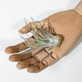 PLANCHU エアプランツ ティランジア ベリッキアーナ Mサイズ 1株 W8×H8cm前後 育て方説明書付き Tillandsia velickiana エアープランツ チランジア