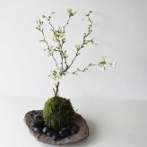 桜・・・そう聞くだけで心和む景色を貴方のもとへ【富士桜（湖上の舞）の苔玉・くらま器セット】
