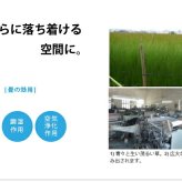ベッド 寝具 畳 ヒノキ 日本製 シングル セミダブル ダブル コンセント付き 棚付き ひのき イ草 桧 檜 本畳 低ホルムアルデヒド 高さ調節 国産 天然イ草