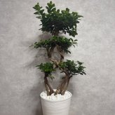 ガジュマル 観葉植物 八の字 8号鉢苗 大型 盆栽 末広がりの8の字 室内 珍しい 希少種 多幸の木 幸福をもたらす精霊が住むガジュマルの木 おしゃれなインテリア 結婚祝い 新築祝い 開店祝い 開業祝い 誕生日 母の日 父の日 記念日 プレゼントギフト 肥料別売り 敬老の日