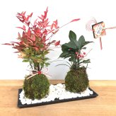 苔玉 十両（ヤブコウジ）の苔玉 南天の苔玉 水引き ピック 長方陶器下皿セット  春から夏には緑色の新葉が秋からは真っ赤な葉 ナンテン 風水 難を転ずる 風水 縁起物 ギフト 贈り物 観葉植物 開運  紅葉 おめでたい 運気を上げる bonsai  風水 なんてん 苔 こけ こけだま
