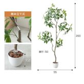【高さ200cm】光触媒人工観葉植物 パキラ 曲がり 幅55cm×奥行50cm×高さ200cm オフィス 天然木 組立品 お部屋に気軽に飾れて空間を美しく彩るフェイクグリーン 本物の植物のようなリアルな質感とインテリアに馴染む風合いが魅力です