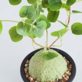 誕生日や記念日のプレゼントにおすすめ CT触媒コーデックス CT触媒 フェイクグリーン 人工観葉植物 造花 空気清浄 消臭 抗菌 インテリア 雑貨 おしゃれ ギフト