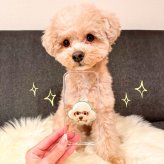 お好きなお写真で作れる♪オリジナル オーロラ スマホグリップ 愛犬 愛犬グッズ オリジナルグッズ うちの子 うちの子グッズ iphoneケース スマホケース オーダーメイド ペットグッズ スマホアクセサリー 犬用品 わんちゃんグッズ ギフト 虹の子  父の日 母の日 ぷくぷく
