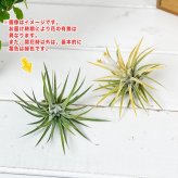 PLANCHU エアプランツ ティランジア イオナンタ 白花 Mサイズ 1株 W6×H6cm前後 育て方説明書付き Tillandsia ionantha cv. エアープランツ チランジア