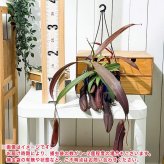 PLANCHU 食虫植物 ネペンテス レベッカ 5号吊り鉢 育て方説明書付き Nepenthes ‘Rebecca soper’  ウツボカズラ