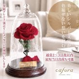 美女と野獣 ガラスドーム プリザーブドフラワー 一輪のバラ 名入れプレート 結婚記念日 プロポーズ 誕生日 ギフト 妻 彼女 恋人 友達 記念品 赤バラ ピンクのバラ 黄色いバラ 白バラ 青いバラ 銀婚式 還暦 喜寿 米寿 古希 ブリザードフラワー