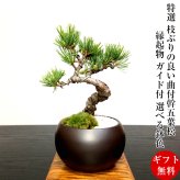 盆栽 松 樹齢7年 特選 五葉松 小品盆栽 育て方ガイド付 送料無料 無料ラッピング 趣味 曲付き太幹 高松五葉松 縁起の良い松 新しい趣味 植物 盆栽 松 室内 初心者 おしゃれ 盆栽 ミニ観葉 誕生日 敬老の日 父の日 プレゼント フラワーギフト 送料無料