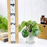 PLANCHU 観葉植物 ペペロミア アルギレイア 4号鉢 受け皿付き 育て方説明書付き Peperomia argyreia スイカペペ