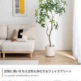 【高さ160cm】光触媒人工観葉植物 パキラ 曲がり 幅72cm×奥行50cm×高さ160cm オフィス 天然木 組立品 お部屋に気軽に飾れて空間を美しく彩るフェイクグリーン 本物の植物のようなリアルな質感とインテリアに馴染む風合いが魅力です