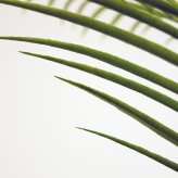 観葉植物 造花 カナリーヤシ BROWN 全高約116cm 中型 フェイクグリーン 本物そっくり おしゃれ インテリア 人工観葉植物 アーティフィシャルグリーン オフィス 店舗 ホテル 開店祝い 室内 フェニックス ヤシの木 フェイク