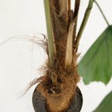観葉植物 造花 クジャクヤシ BROWN 全高約210cm 大型 フェイクグリーン 高級 本物そっくり リアル おしゃれ インテリア 人工観葉植物 アーティフィシャルグリーン オフィス 店舗 ホテル 開店祝い 室内 リビング 玄関 風水 ヤシの木 フィッシュテールパーム