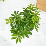 PLANCHU 観葉植物 シェフレラ アルボリコラ コンパクタ 4号鉢 受け皿付き 育て方説明書付き Schefflera arboricola ‘Compacta’ ホンコンカポック