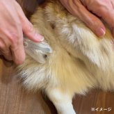 猫 犬 ペット用 ピンポイントヘアカッター 猫＆全犬種 保護用カバー付 PE-002