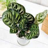 PLANCHU 観葉植物 カラテア マコヤナ 4号鉢 受け皿付き 育て方説明書付き Calathea makoyana 五色矢羽根芭蕉 ゴシキヤバネバショウ