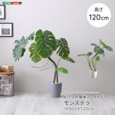 お手入れ簡単 フェイクグリーン モンステラ Sサイズ(120cm)