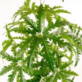 観葉植物 造花 アラレア BROWN 全高約155cm 大型 フェイクグリーン 本物そっくり おしゃれ インテリア 人工観葉植物 アーティフィシャルグリーン オフィス 店舗 ホテル 開店祝い 室内 ディジゴセカ フェイク