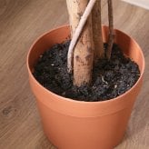 ガーデン エクステリア 観葉植物 フィカス ６９０ Ａ フェイクグリーン 植物 緑 グリーン 癒し 植木 インテリア ガーデニング おしゃれ カフェ リビング プランター ギフト プレゼント 贈り物 オフィス 会社 枯れない 簡単 手入れ 人気 樹木