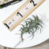 PLANCHU エアプランツ ティランジア エディシアエ Lサイズ 1株 W10×H15cm前後 育て方説明書付き Tillandsia edithae エアープランツ チランジア