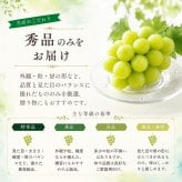 【産地直送】山梨県産 シャインマスカット 秀品｜誕生日・内祝い・秋のフルーツギフト