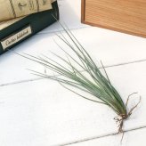 PLANCHU エアプランツ ティランジア カエトフィラ Mサイズ 1株 W8×H15cm前後 育て方説明書付き Tillandsia chaetophylla エアープランツ チランジア