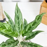 PLANCHU 観葉植物 アグラオネマ ゴースト 4号鉢 受け皿付き 育て方説明書付き Aglaonema ‘Ghost’ 幸せを招くタイの宝石 アロイド
