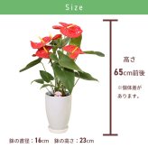アンスリウム 6号 赤 丸陶器 高さ約65cm 観葉植物