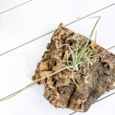 PLANCHU エアプランツ ティランジア ベイレイ Mサイズ 1株 W10×H18cm前後 育て方説明書付き Tillandsia baileyi エアープランツ チランジア
