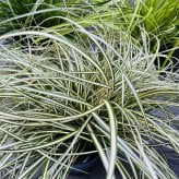 カレックス 5品種セット 寄せ植え用 15cmポット苗 株 下草 常緑 多年草 グランドカバー カラーリーフ 庭 花壇 鉢植え 高耐寒性