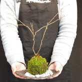 桜・・・そう聞くだけで心和む景色を貴方のもとへ【富士桜（湖上の舞）の苔玉・くらま器セット】