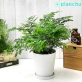 PLANCHU 観葉植物 アジアンタム フリッツルーシー 5号鉢 受け皿付き 育て方説明書付き Adiantum raddianum ‘Fritz Luthi’ シダ植物