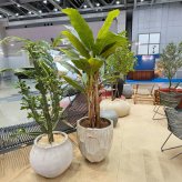 観葉植物 造花 バナナ BROWN 全高約180cm 大型 フェイクグリーン 高級 本物そっくり リアル おしゃれ インテリア 人工観葉植物 アーティフィシャルグリーン 南国 リゾート オフィス 店舗 ホテル 開店祝い 室内 リビング 玄関 風水 バナナの木