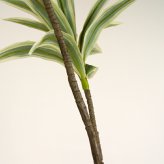 観葉植物 造花 ソングオブジャマイカ BROWN 全高約180cm 大型 フェイクグリーン 高級 本物そっくり リアル おしゃれ スタイリッシュ インテリア 人工観葉植物 アーティフィシャルグリーン モダン オフィス 店舗 ホテル 開店祝い 室内 リビング 玄関 風水 ドラセナ