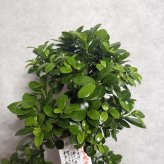 現品 ガジュマル 観葉植物 曲がり 8号鉢苗 大型 盆栽 登り樹 昇り竜 室内 珍しい 希少種 多幸の木 幸福をもたらす精霊が住むガジュマルの木 おしゃれなインテリア 結婚祝い 新築祝い 開店祝い 開業祝い 誕生日 母の日 父の日 記念日 プレゼントギフト 肥料別売り 敬老の日