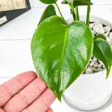 PLANCHU 観葉植物 モンステラ 4号鉢 受け皿付き 育て方説明書付き Monstera アロイド