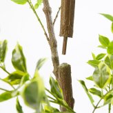 観葉植物 造花 斑入りベンジャミン BROWN 全高約210cm 大型 フェイクグリーン 高級 本物そっくり リアル おしゃれ 明るい インテリア 人工観葉植物 アーティフィシャルグリーン オフィス 店舗 ホテル 開店祝い 室内 リビング 玄関 風水 ベンジャミナ