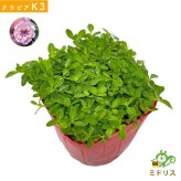 【肥料プレゼント中】 クラピア K3 ピンク品種  9cmポット苗  200株 有機入り一発果菜肥料1600gと植栽マニュアル付き  ピンク色 桃色 イワダレソウ改良種 グランドカバー プランツ 植物 ピンクの花 庭 屋上 緑化 耐寒性 多年草 地被植物 ほふく性 下草 背が低い 宿根草