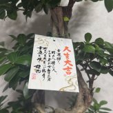 ガジュマル 観葉植物 八の字 8号鉢苗 大型 盆栽 末広がりの8の字 室内 珍しい 希少種 多幸の木 幸福をもたらす精霊が住むガジュマルの木 おしゃれなインテリア 結婚祝い 新築祝い 開店祝い 開業祝い 誕生日 母の日 父の日 記念日 プレゼントギフト 肥料別売り 敬老の日