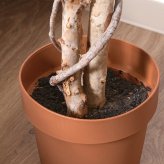 ガーデン エクステリア 観葉植物 フィカス １１２４ Ｂ フェイクグリーン 植物 緑 グリーン 癒し 植木 インテリア ガーデニング おしゃれ カフェ リビング プランター ギフト プレゼント 贈り物 オフィス 会社 枯れない 簡単 手入れ 人気 樹木