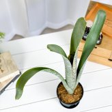 PLANCHU 観葉植物 ケスネリア マルモラータ 4号鉢 受け皿付き 育て方説明書付き Quesnelia marmorata ブロメリア